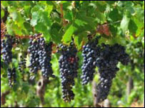 اجاره داری و چم کاری 