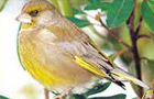 Green Finch