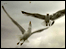 Seagulls over Dover