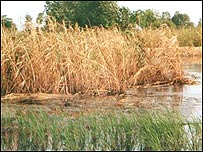 गजरौला में प्रदूषण से प्रभावित फ़सलें