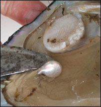 مرغلره په سيپۍ کې 