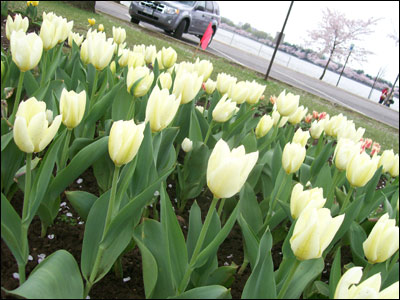 عکس از مرسده شیخ 