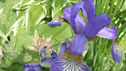 Iris 'Perry's Blue'
