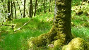 Moss-covered oak trees in Ariundle Wood.