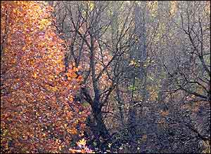 عکس از ساسان رسولی