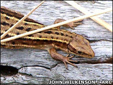 Common_lizard