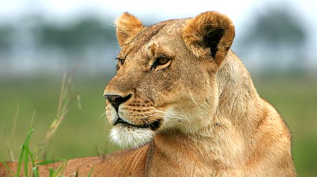 Red the lioness © John Aitchison