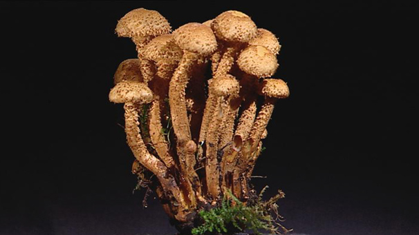 Shaggy Scalycap (Pholiota squarrosa)