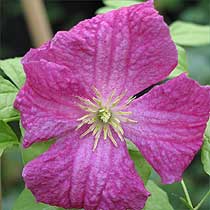 Clematis 'Abundance'