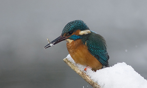 kingfisher.JPG
