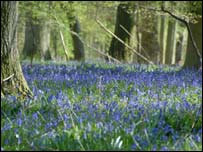 林间盛开的蓝铃花