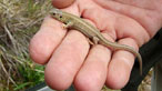 Sand lizard