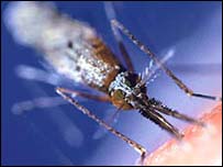 Mosquito que transmite a malária