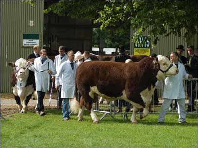 Three Counties Show 2007