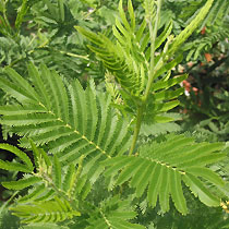 Acacia dealbata