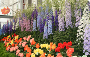 Delphiniums in the Great Pavilion