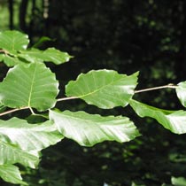 Fagus sylvatica