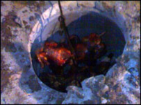 واورينه په تنور کې سوځي