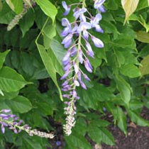 Wisteria sinensis