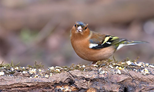 chaffinch feeding © Pete Walkden