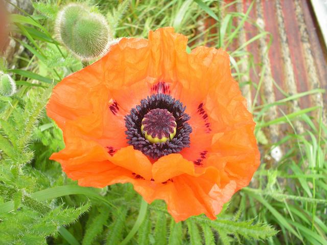 Poppy
