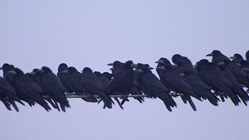 rooks huddled on wire