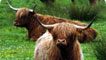 Highland cattle