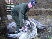 Graham Thompson shearing sheep