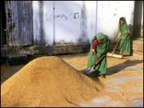 बांग्लादेश में अनाज इकट्ठा करती महिलाएँ