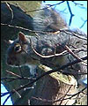 Squirrel in the trees by Peter Ryan