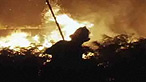 Forest fires