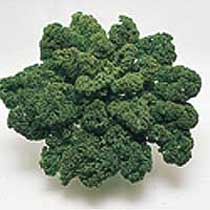 Curly kale 'Dwarf Green Curled'. Image supplied by Dobies