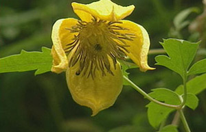 Clematis 'Bill Mckenzie'