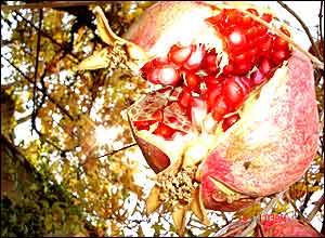 ميلاد رشيدی