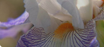 Have your say (image: Iris)