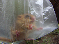 capturing the dormice for weighing