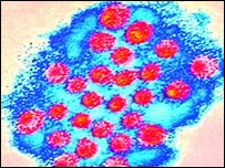 Hình ảnh của một virus