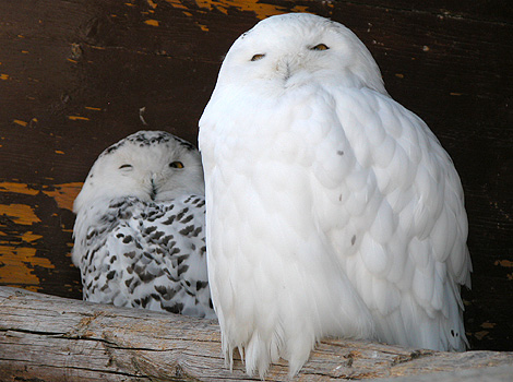 Snowy owls