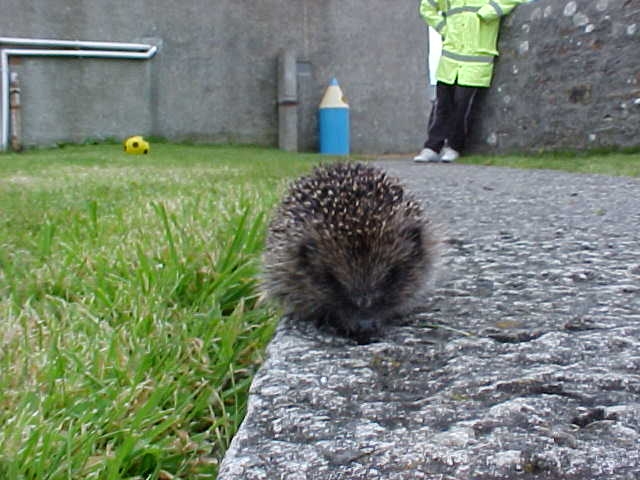 hedgehog on the path