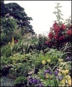 A beautiful view of Carol's garden