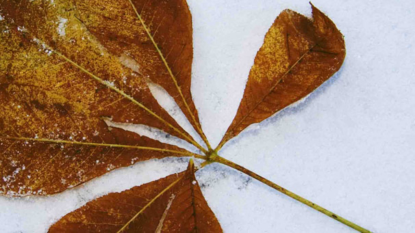 A yellow leaf on a white snow background