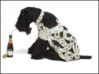 cão em roupa de diamante