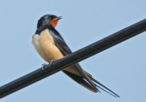 swallow © mark eggleton