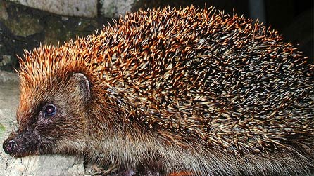 hedgehog by charles dawson