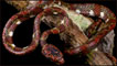 Uma cobra "sugadora de caracóis" não identificada descoberta no Equador (Fotos: Paul S. Hamilton / RAEI.org)