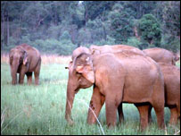 Elefante asiático (foto: WWF-Canon/A. Christy Williams)