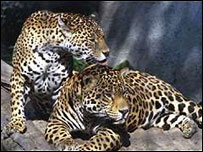 ONG declarou Pantanal 'região úmida em perigo de 2007' 