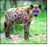 Hyena