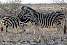 zebras