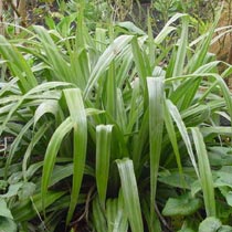 Astelia chathamica 'Silver Spear'